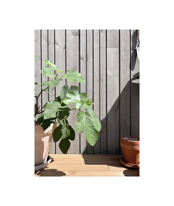 Spårpanel falsad rak kant änds Patinagrå kärnfuru 22x123mm